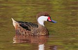 White-cheeked Pintail